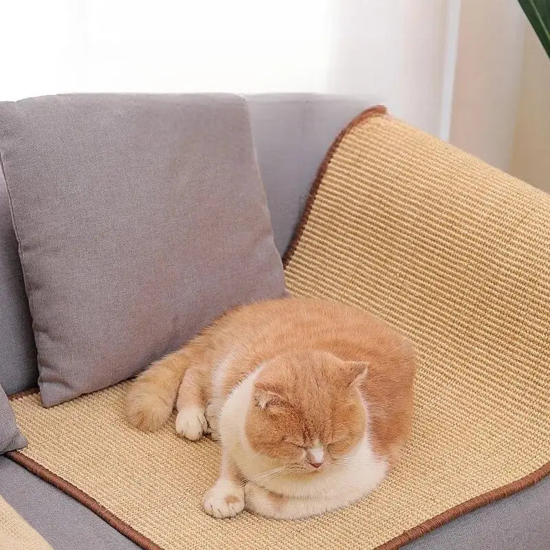 Chat dormant paisiblement sur un canapé à côté d’un confortable oreiller en sisal Griffoir