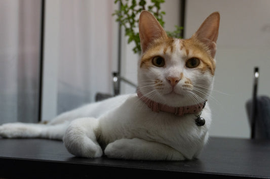 Hvor mange liv har en kat ifølge videnskaben