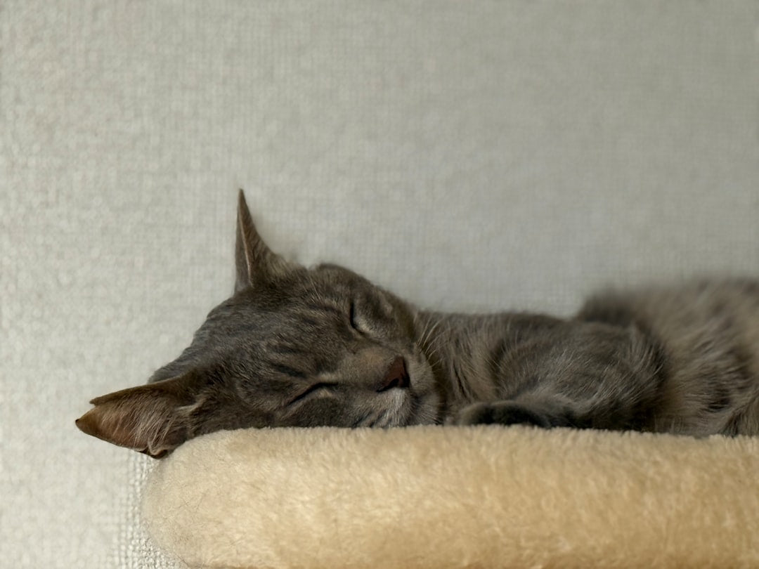 Cuántas vidas tiene un gato según la ciencia moderna
