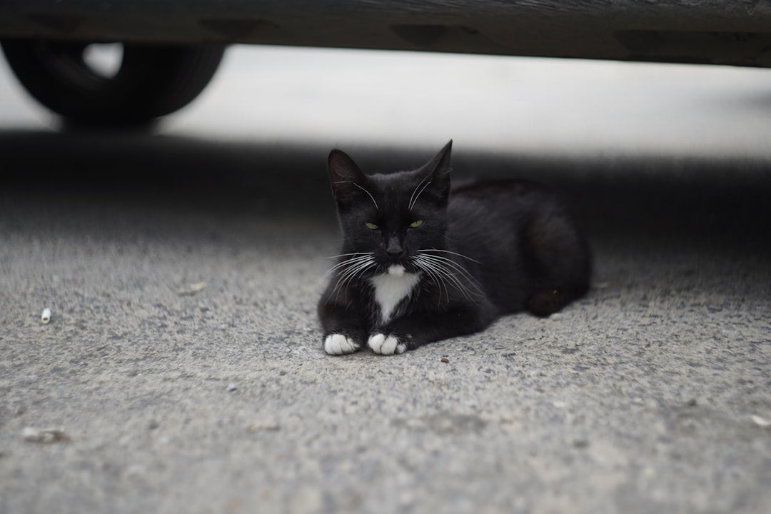 Hvor mye koster en katt basert på vitenskapelige data