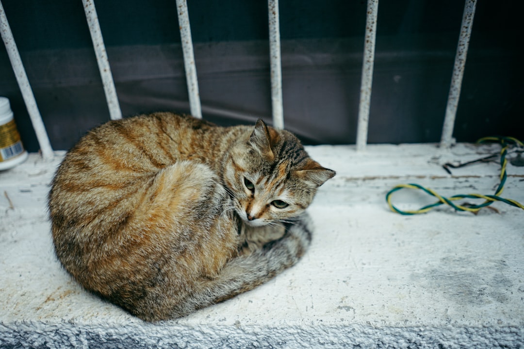 Vísindaleg greining á menningarlegu áhrifum Fritz köttar