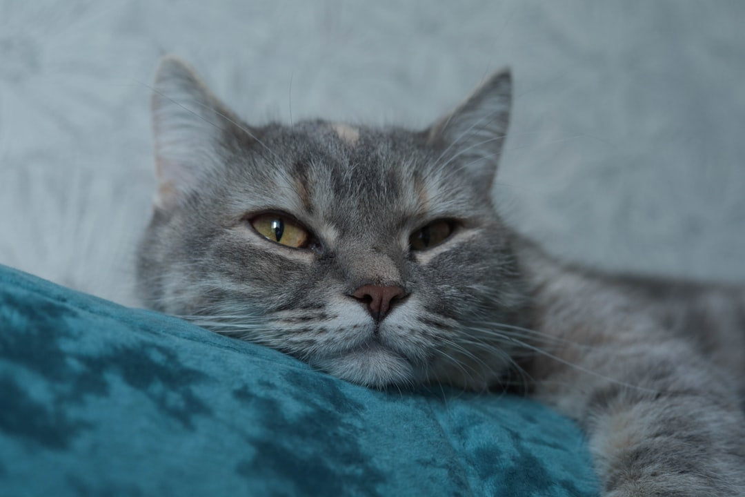 Vísindaleg nálgun á hegðun grár kattar í heimilisumhverfi