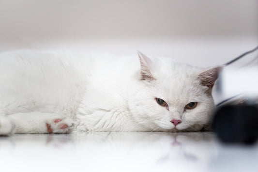 Hvor længe kan en kat være alene ifølge forskning