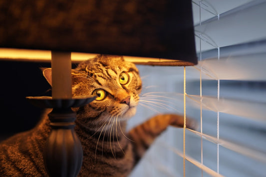 Hvornår er en kat voksen ifølge videnskaben