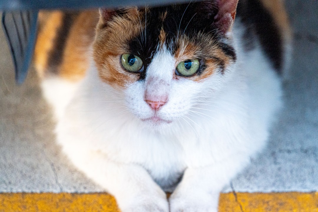 Ce mananca pisicile și cum influențează dieta sănătatea lor