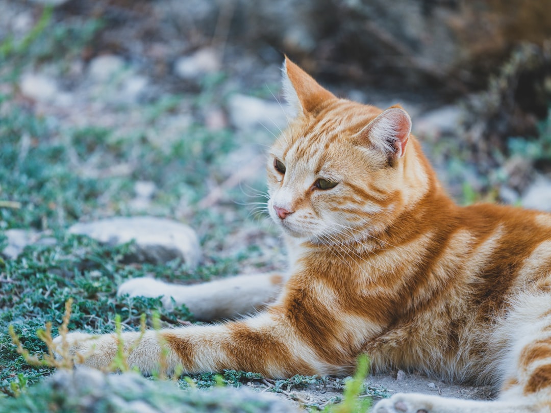 A gata borralheira sob uma análise científica do mito