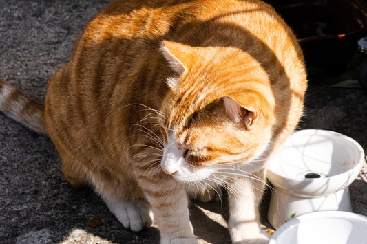 Hvor længe er en kat drægtig Få svaret med videnskab
