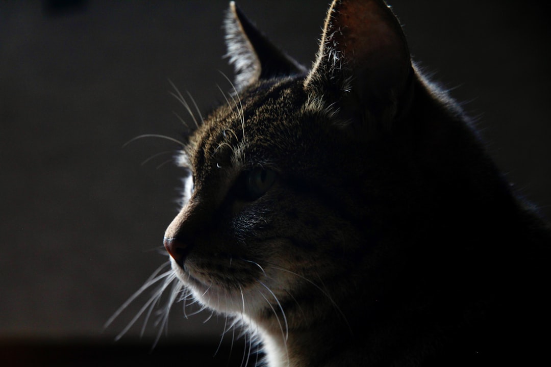 How to Tell If Your Cat Has Worms Based on Science