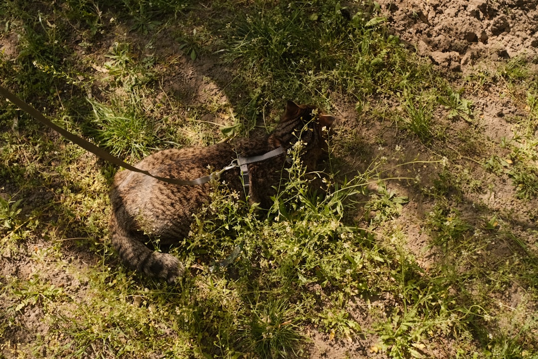 Hur mycket sover en katt enligt vetenskapliga studier