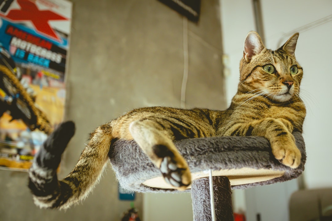 O Gato Hobby e Sua Influência no Comportamento Felino