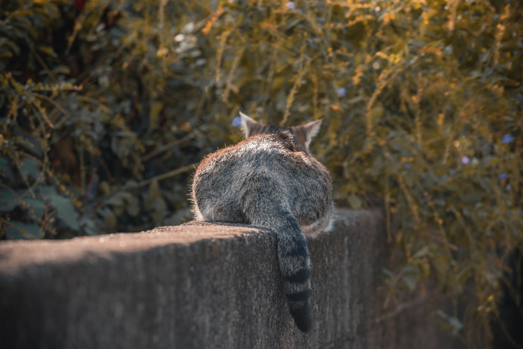 اكتشف أسرار القط البرتقالي وصفاته السلوكية الفريدة