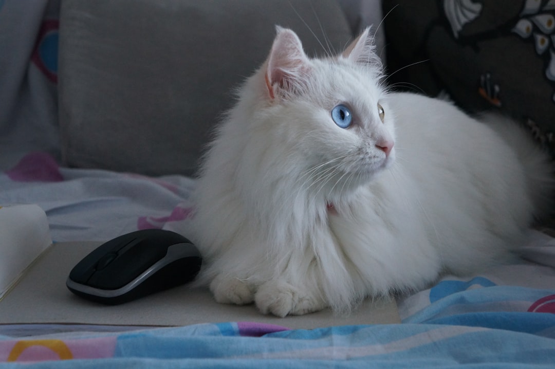 Kara Kedi Gerçekleri Bilimsel Açıdan Mit ve Gerçekler