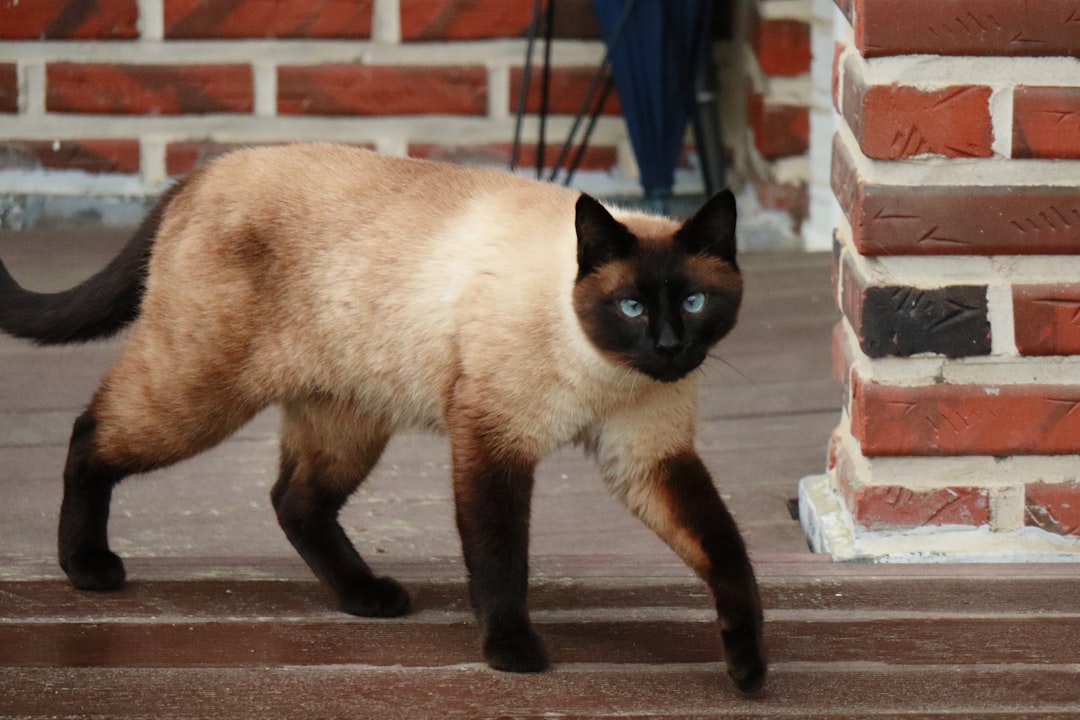 Hvor mange killinger får en kat i gennemsnit per kuld