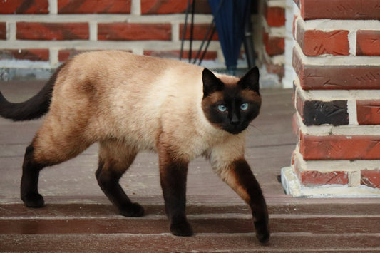 Hvor mange killinger får en kat i gennemsnit per kuld
