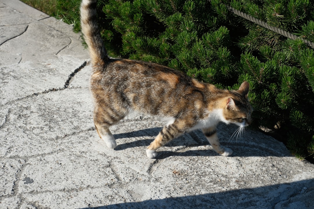 Can Cats Eat Potatoes The Surprising Truth Explained Scientifically