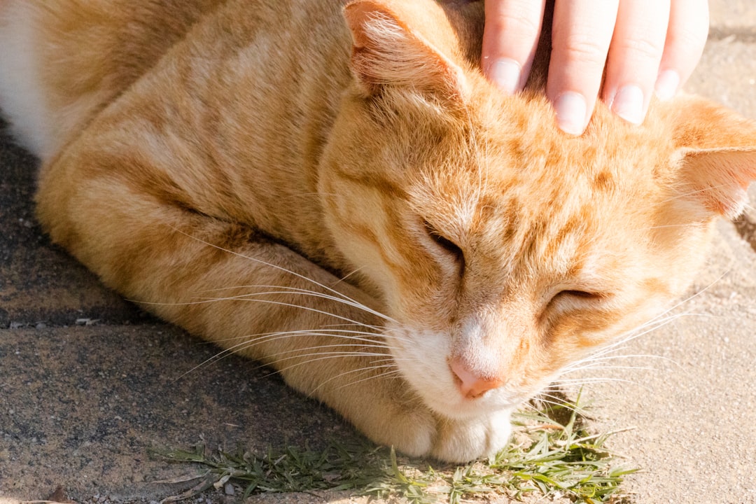 El misterio de Roberto Carlos el gato que está triste y azul