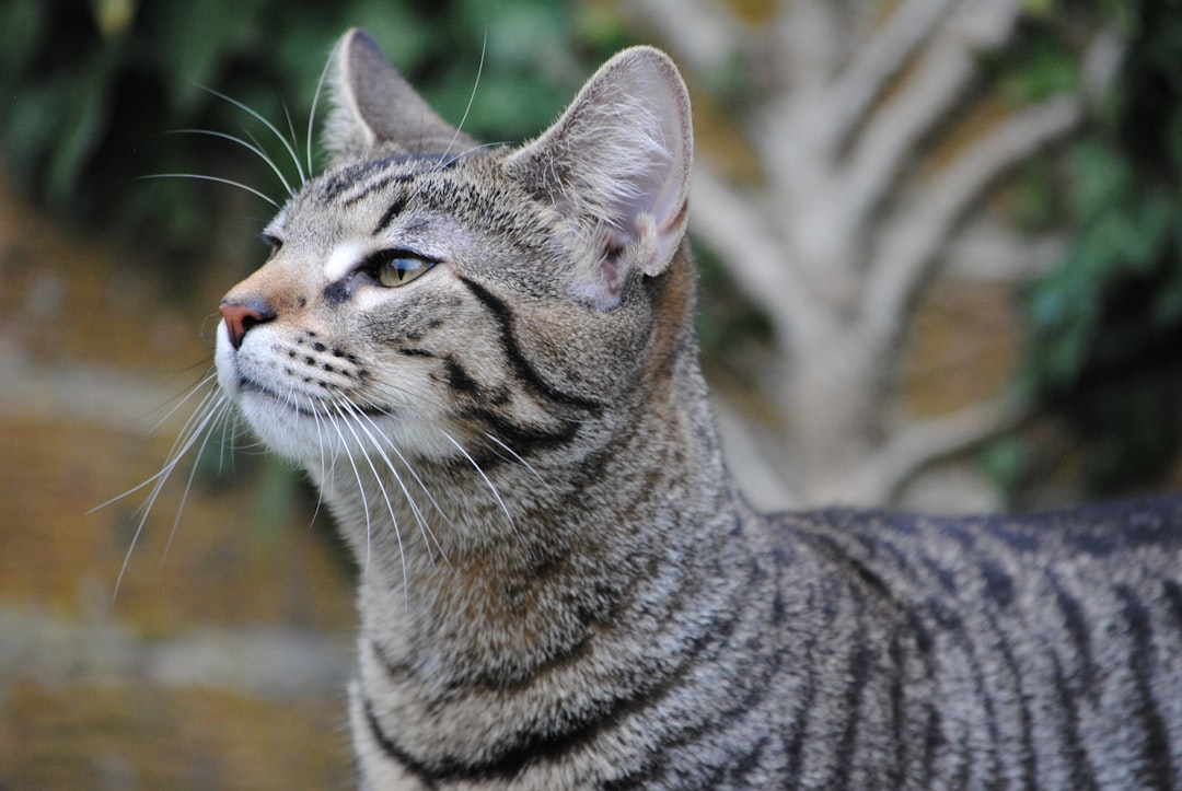 Pärsia kasside geneetiline mitmekesisus ja terviseprofiil