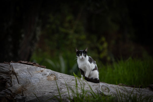Hvad koster en kat En videnskabelig gennemgang af udgifter