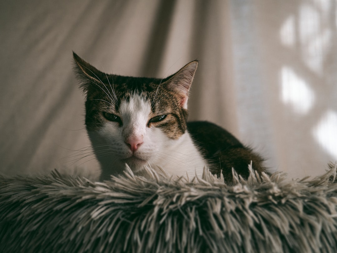 Cosa mangia il gatto Studi scientifici sulla sua dieta ideale