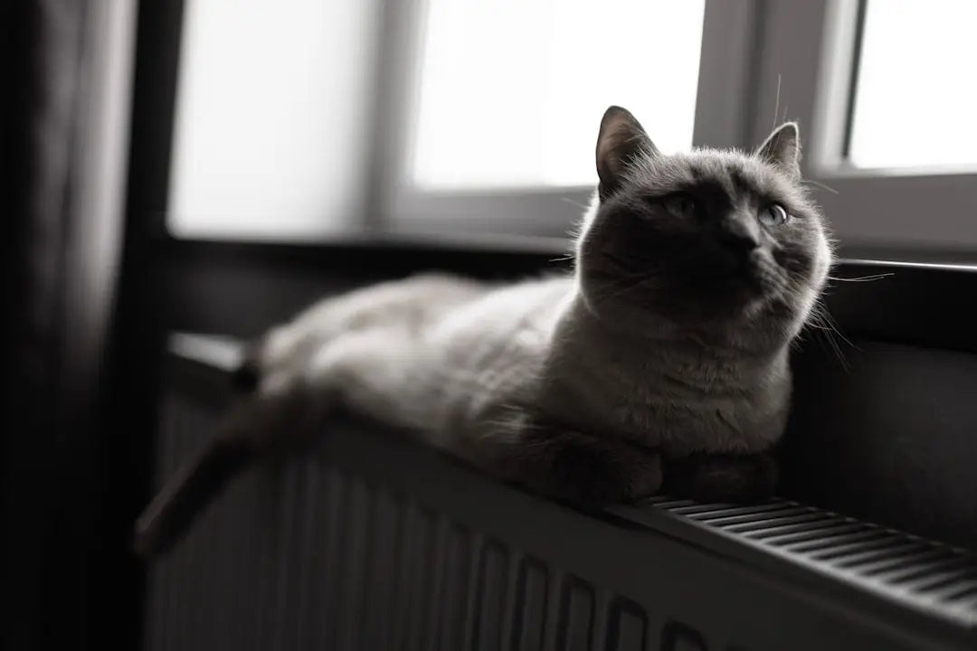 Chat gris se reposant sur un radiateur, image parfaite pour un article sur kedi dili pastası.