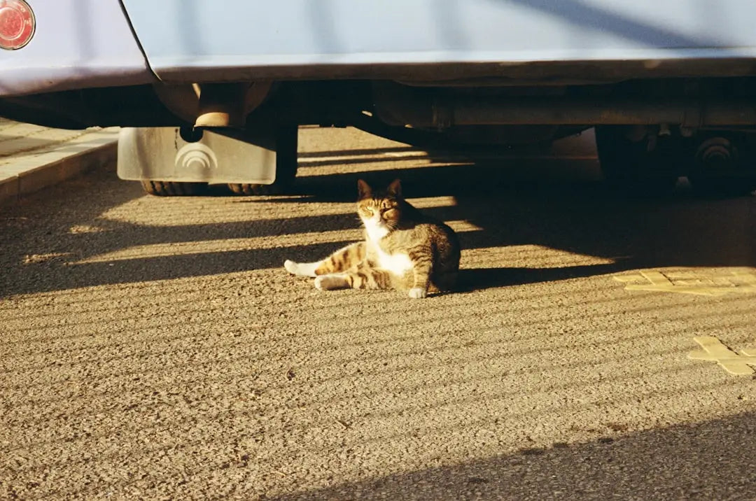 Un chat tabby détendu, bröndóttar kettur, þekktir fyrir leur tempérament calme.