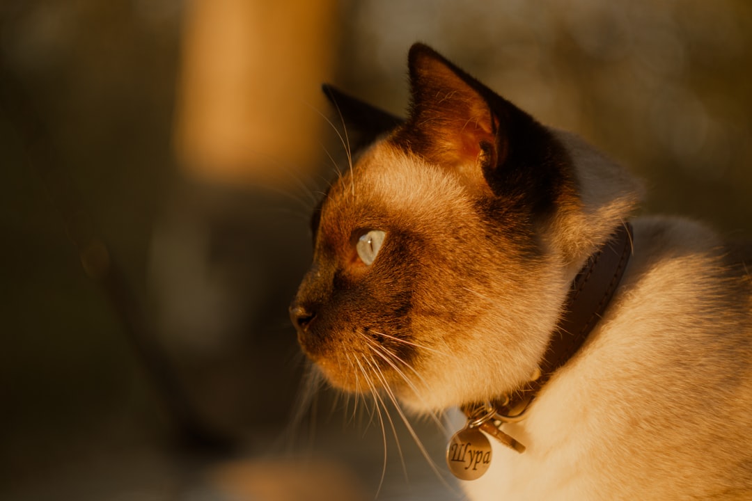 Quanto costa sterilizzare un gatto Analisi scientifica e dati