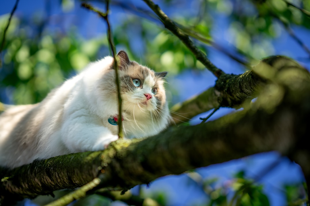 Hvorfor ælter katte Videnskaben bag kattens mystiske adfærd