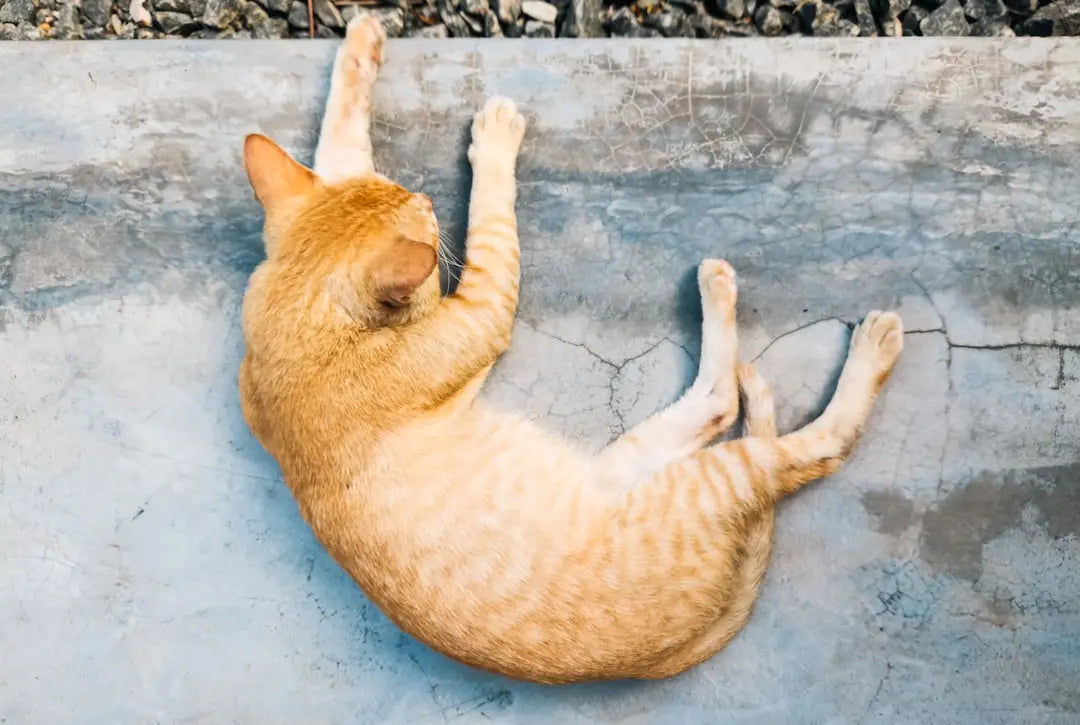 Chat orange tigré s’étirant, symbole du gelaarsde kat dans het verhaal.