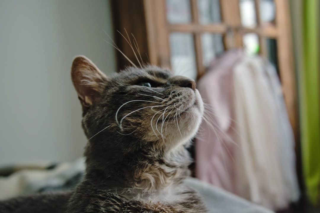 Qué significa soñar con gatos según la ciencia del sueño