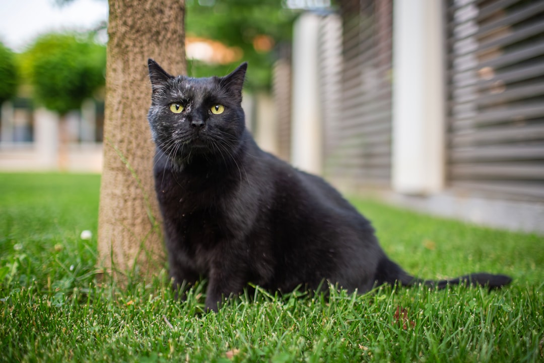O que significa sonhar com gato segundo a ciência