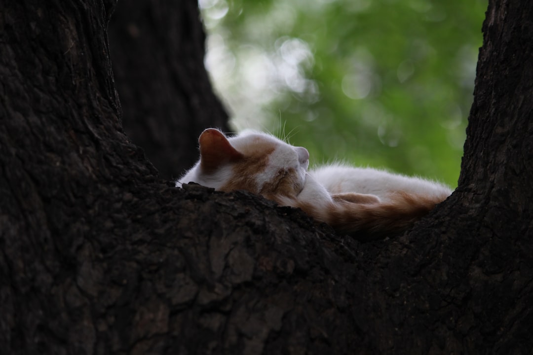 Hvorfor bider min kat mig En videnskabelig forklaring
