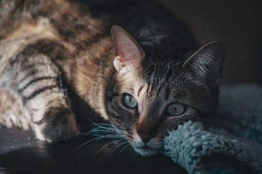 Un chat tigré se repose, illustrant combien un chat peut vivre au fil des ans.