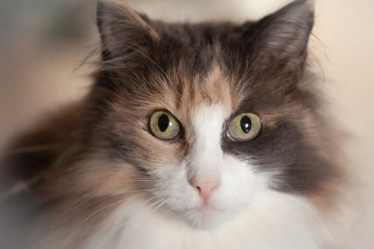 Visage de chat calico moelleux, illustrant la longévité des chats indendørs katte.