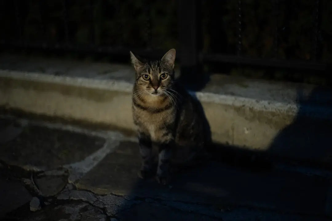 Chat tigré alerte, mettant en valeur la diversité des kedi cinsleri en 2023.