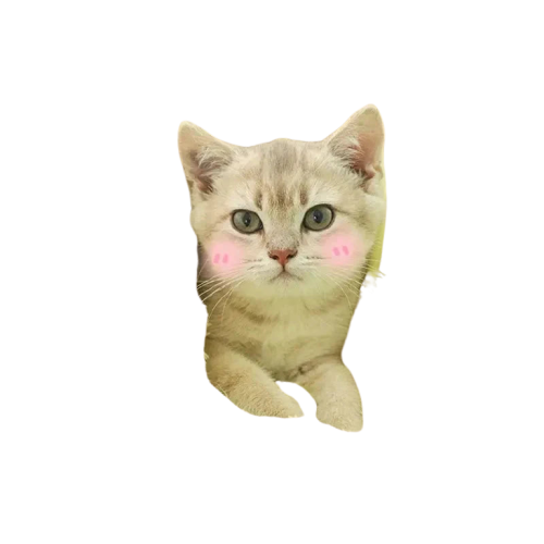 Adorable chaton dans une couverture Nuits Froides - Parfait pour les nuits froides Transparent Background