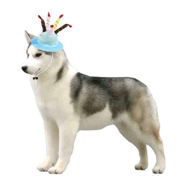 Chapeau pour Chien Bougies d’Anniversaire Transparent Background
