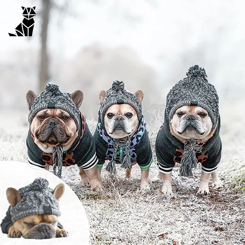 Bonnet pour Chien Style Péruvien au Tricot