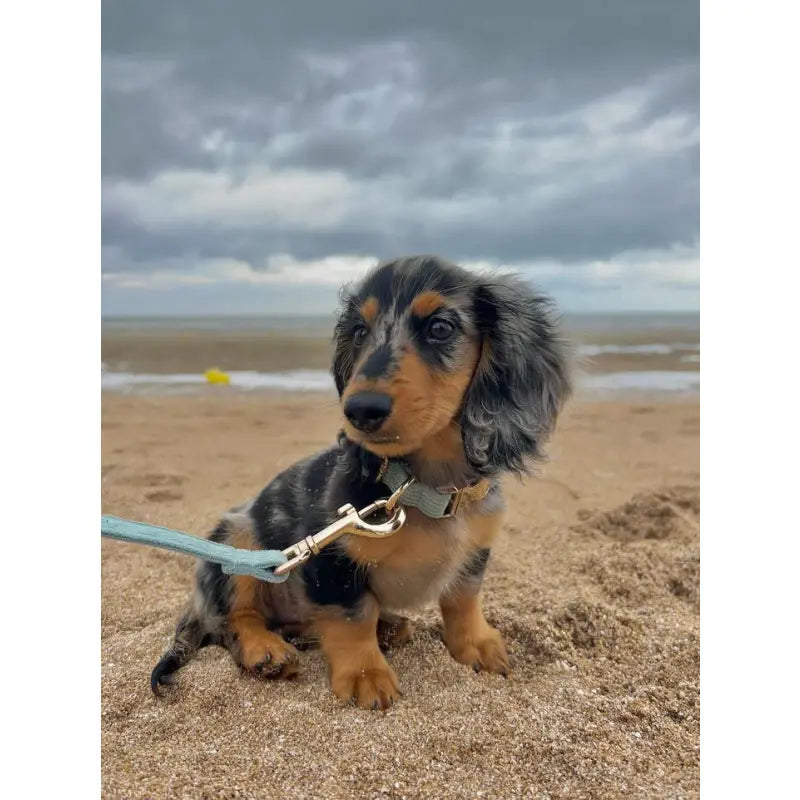 Collier Chien Personnalisé Velours Côtelé Bleu Ciel