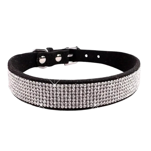 Collier pour Chihuahua Transparent Background