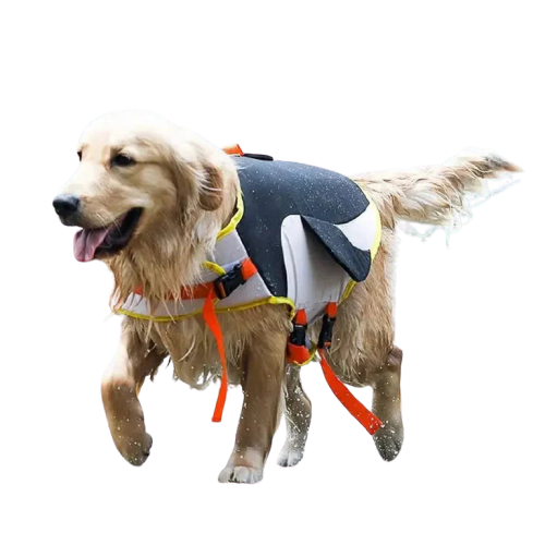 Chien en gilet de sauvetage Shark, avec un design élégant et une flottabilité optimale dans l’eau Transparent Background