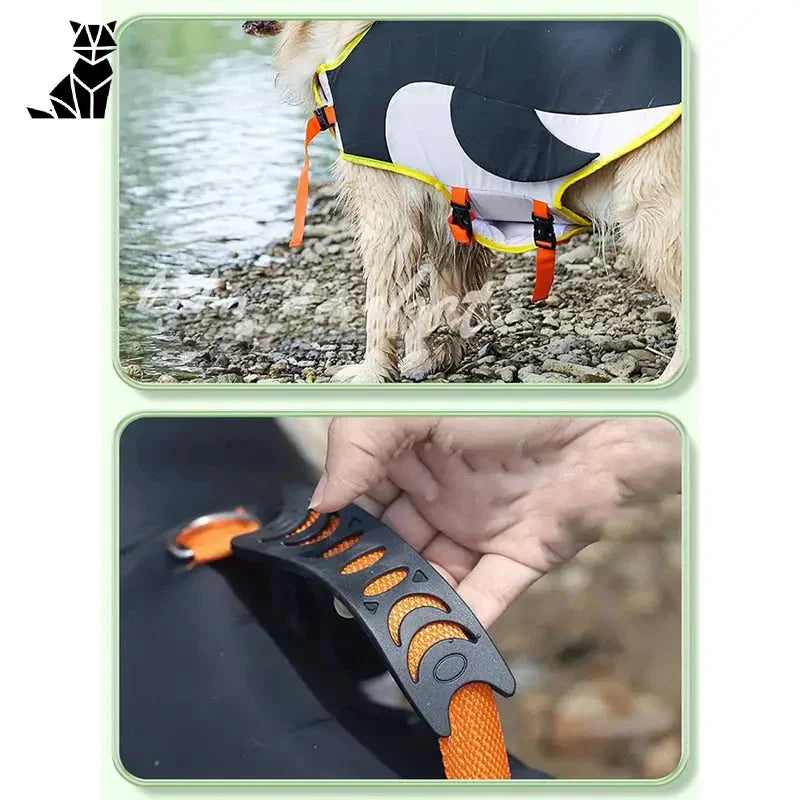 Un chien dans un gilet de sauvetage pour requins : Mettre l’accent sur le design et la flottabilité avec un look amusant