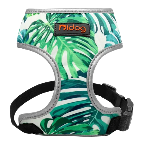 Harnais pour Bulldog Anglais Transparent Background