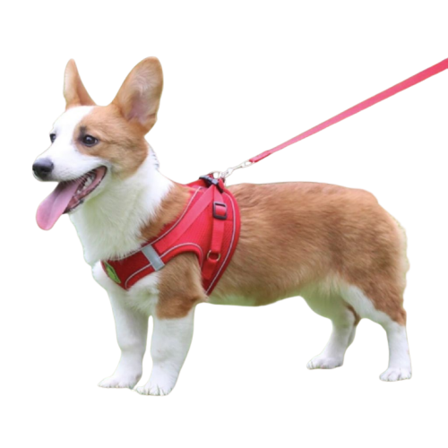 Harnais en nylon pour chien Transparent Background