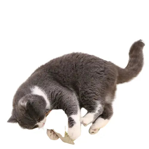 Jouet chat jouant avec un poisson - peluche interactive et stimulante pour chats (French : jouet poisson, jouet interactif, peluche douce) Transparent Background