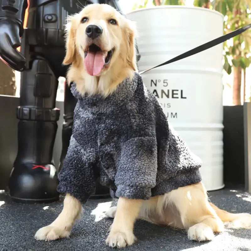 Grand chien dans un manteau douillet, assis sur le sol, avec le manteau d’hiver chaud pour chiens