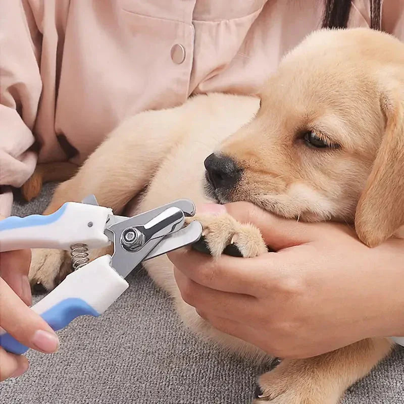 Personne tenant un chien avec une brosse à dents utilisant Essential Pet Tool - Outil Coupe Essentiel