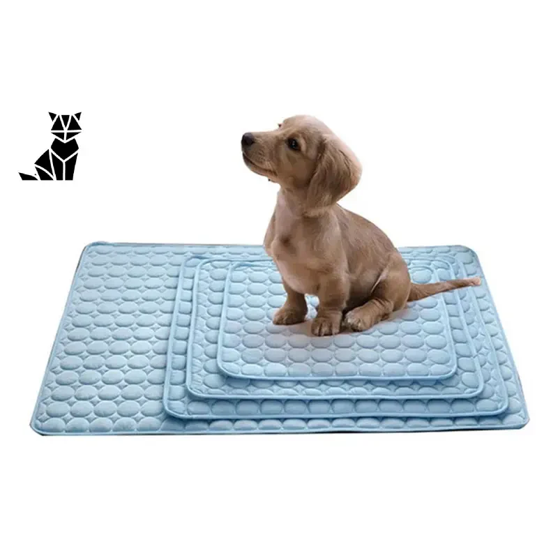 Petit chien assis sur un tapis rafraîchissant bleu idéal pour temps chaud